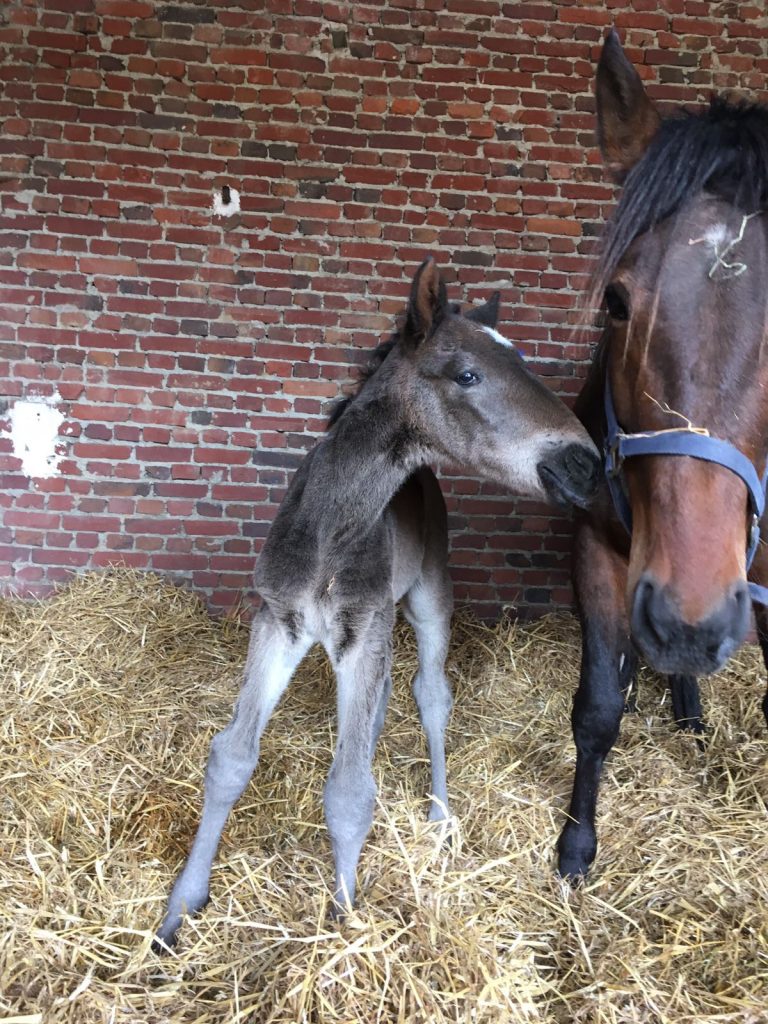 Hingstföl efter Bold Eagle